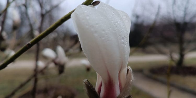 У ботанічному саду на Тернопільщині починає квітнути магнолія Біонді