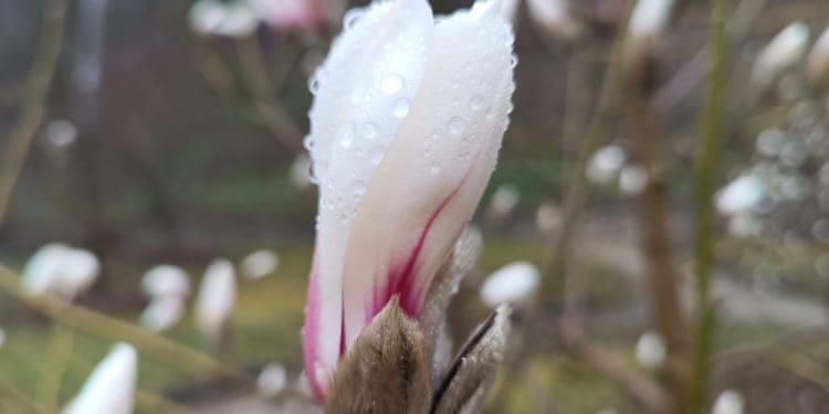 У ботанічному саду на Тернопільщині починає квітнути магнолія Біонді