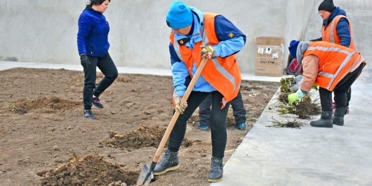 Троянди єдності: Чортківська громада передала 100 саджанців для Снігурівки на Миколаївщині