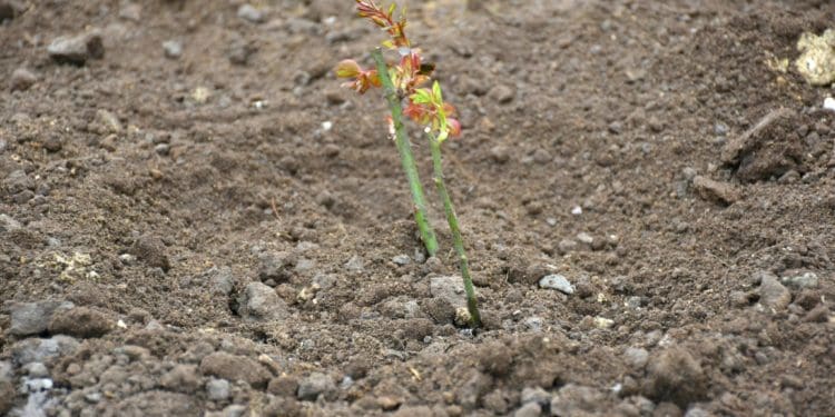 Троянди єдності: Чортківська громада передала 100 саджанців для Снігурівки на Миколаївщині