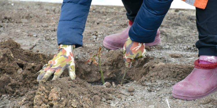 Троянди єдності: Чортківська громада передала 100 саджанців для Снігурівки на Миколаївщині