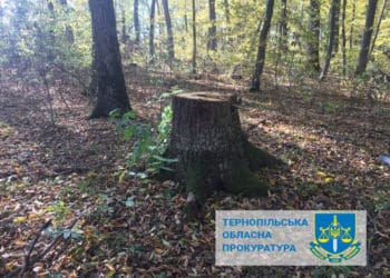 120 тисяч гривень за вирубку: лісгосп заплатить за шкоду довкіллю на Тернопільщині