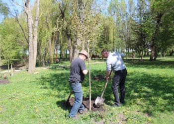 У тернопільському парку «Сопільче» висадили нові дерева замість аварійних