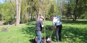 У тернопільському парку «Сопільче» висадили нові дерева замість аварійних