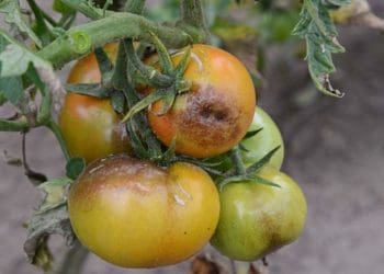 Будуть помідори без фітофтори: що додати у воду для поливу