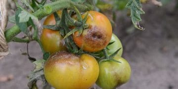 Будуть помідори без фітофтори: що додати у воду для поливу