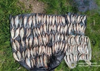 Браконьєр наловив риби на 200 тисяч: на Заліщанщині викрили незаконний вилов під час нересту