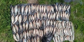 Браконьєр наловив риби на 200 тисяч: на Заліщанщині викрили незаконний вилов під час нересту