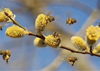 Традиції та обмеження Вербного тижня