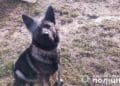 У Почаєві вівчарка напала на 11-річну дівчинку: поліція розпочала розслідування
