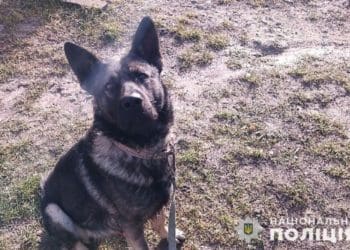 У Почаєві вівчарка напала на 11-річну дівчинку: поліція розпочала розслідування