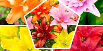 Цибулинні квіти для затінених ділянок: які обрати