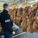 На Тернопільщині викрили нелегальне виробництво тютюну