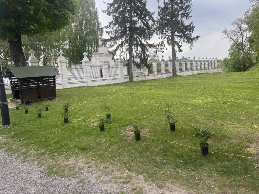 Троянди у Вишнівецькому палаці: нова квіткова оаза в серці Тернопілля