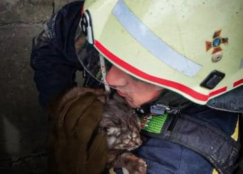 кіт упав у криницю