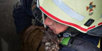 кіт упав у криницю