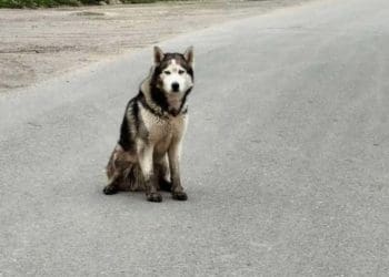 Голубоокий в біді: у Тернополі шукають дім для покинутого хаскі
