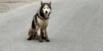 Голубоокий в біді: у Тернополі шукають дім для покинутого хаскі