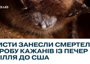 Печери Тернопільщини стали джерелом смертельної хвороби кажанів у США