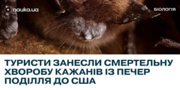 Печери Тернопільщини стали джерелом смертельної хвороби кажанів у США