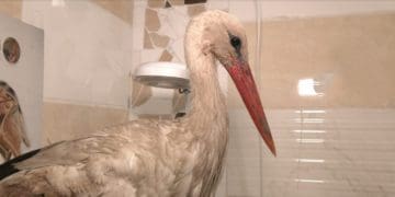 ветеринарам вдалося стабілізувати стан пораненого лелеки