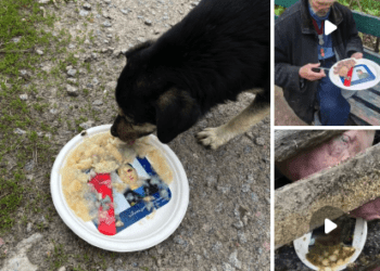 На росії тарілки з портретами “героїв сво” дісталися свиням