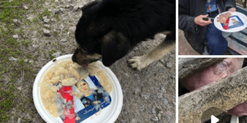 На росії тарілки з портретами “героїв сво” дісталися свиням