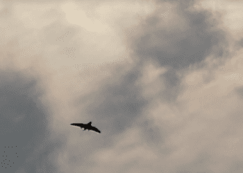 Очі артилерії: як оператори БпЛА 44-ї бригади «Фурія» наближають перемогу