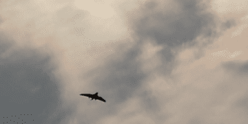 Очі артилерії: як оператори БпЛА 44-ї бригади «Фурія» наближають перемогу