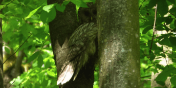 На Тернопільщині зафіксували рідкісну довгохвосту сову з Червоної книги