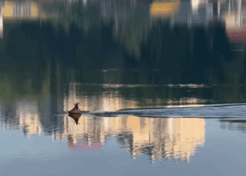 Тернопільські курйози: Олень здійснив на озері в центрі міста ранковий заплив (Відео)