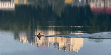 Тернопільські курйози: Олень здійснив на озері в центрі міста ранковий заплив (Відео)