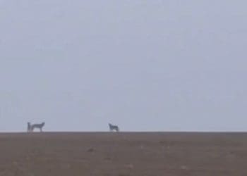 У селі Богданівка на Тернопільщині помітили зграю вовків