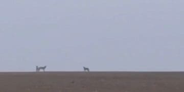 У селі Богданівка на Тернопільщині помітили зграю вовків