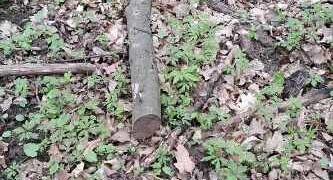 стовбура дерева породи граб