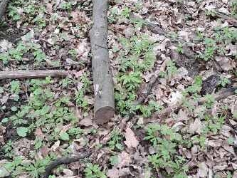 стовбура дерева породи граб