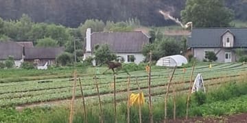 В громаді на півночі Тернопільщини зафільмували лося