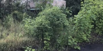 У Струсові на Тернопільщині занепав дитячий табір «Зорепад»