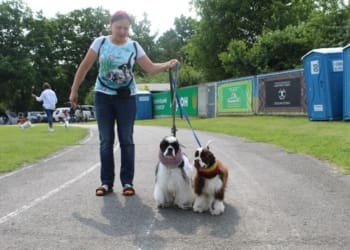 виставка собак