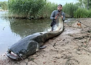 Польський рибалка впіймав сома-гіганта