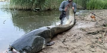 Польський рибалка впіймав сома-гіганта