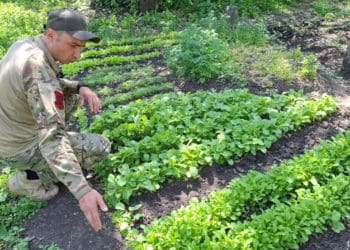 Військовий з Тернопільщини посадив грядки на передовій