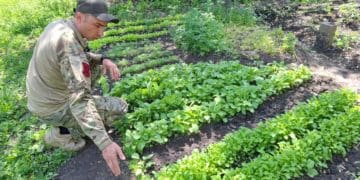 Військовий з Тернопільщини посадив грядки на передовій