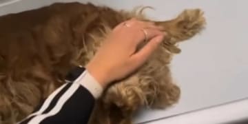 з восьмого поверху