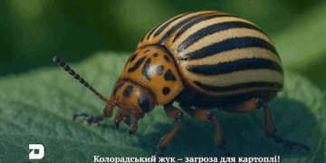На Тернопільщині очікується висока чисельність колорадського жука