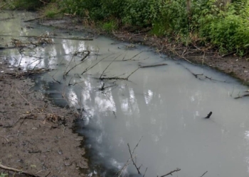 “Вода була біла, як молоко”: у ставку на Тернопільщині загинула риба