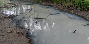 “Вода була біла, як молоко”: у ставку на Тернопільщині загинула риба