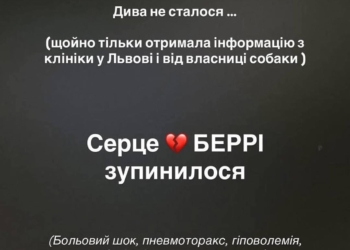 Собака, яка вистрибнула з дев’ятого поверху через пожежу, загинула у ветеринарній клініці
