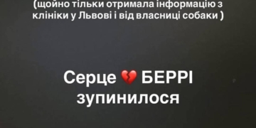 Собака, яка вистрибнула з дев’ятого поверху через пожежу, загинула у ветеринарній клініці