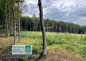 На Тернопільщині судитимуть лісничого та директора за незаконну вирубку дерев на 57 млн грн